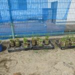ぞう組が植えたお米の苗・・大きく育つといいですね！
