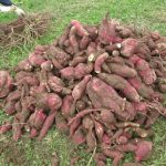 こんなに採れました!